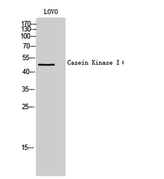 Casein Kinase IEpsilon antibody