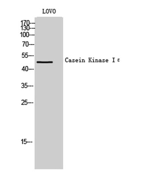 Casein Kinase Iε rabbit pAb