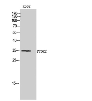 PTGR2 rabbit pAb