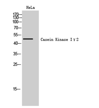 Casein Kinase I gamma 2 antibody