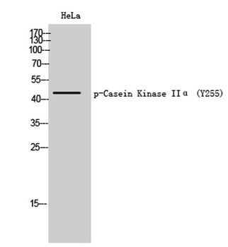Casein Kinase II alpha (phospho-Tyr255) antibody