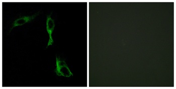 AR-α1D rabbit pAb