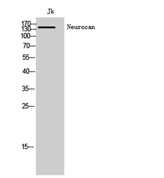 Neurocan antibody