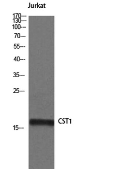 Cystatin SN antibody