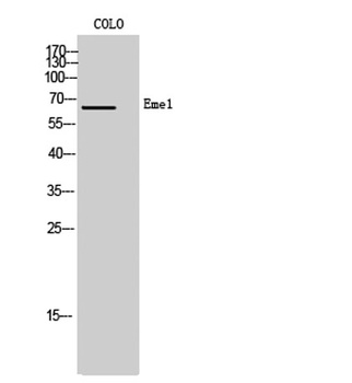 Eme1 antibody