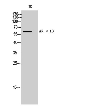 AR-alpha1B antibody