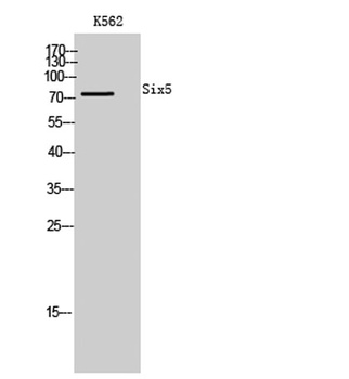 Six5 antibody