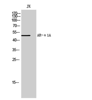 AR-alpha 1A antibody