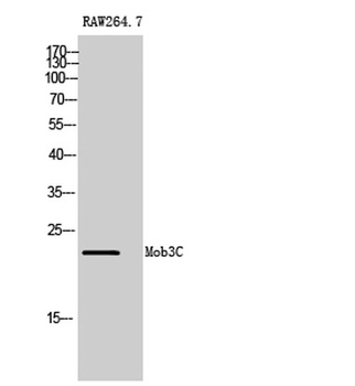 Mob3C antibody