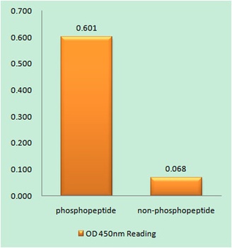 Catenin-beta (phospho-Tyr489) antibody