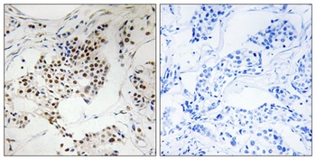 Sgo2 antibody