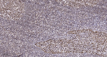 Sgo1 (phospho Ser14) rabbit pAb