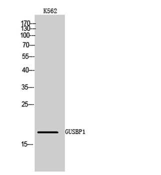 GUSBP1 antibody