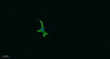 AR-β3 rabbit pAb