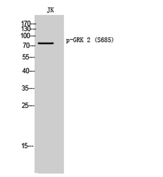 GRK 2 (phospho Ser685) rabbit pAb