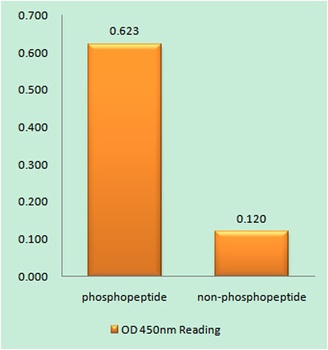 GRK 2 (phospho Ser29) rabbit pAb