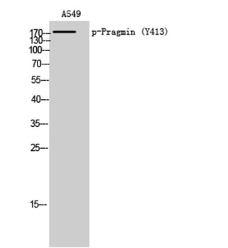 Pragmin (phospho-Tyr413) antibody