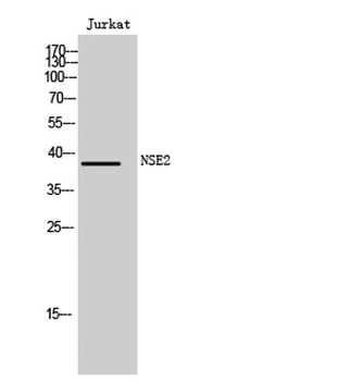 NSE2 antibody