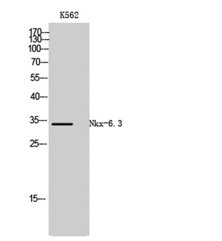Nkx-6.3 antibody