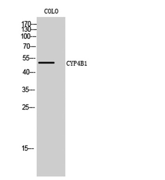 CYP4B1 rabbit pAb
