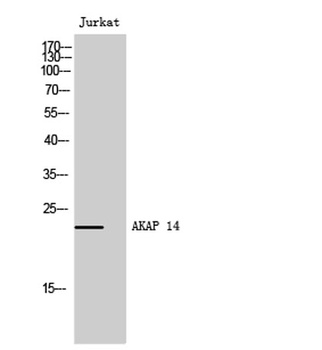 AKAP 14 rabbit pAb