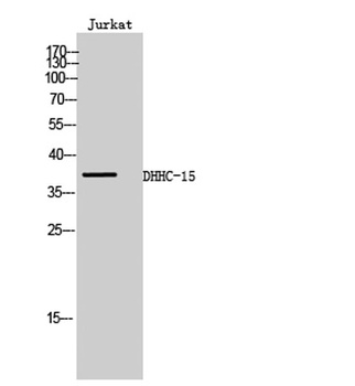 DHHC-15 antibody