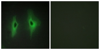 DGK-Eta antibody