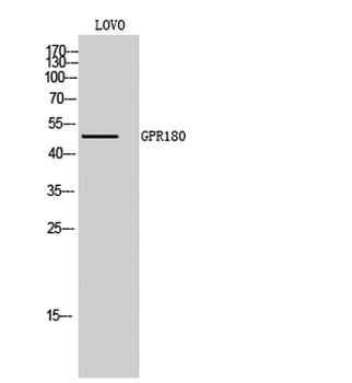 GPR180 rabbit pAb