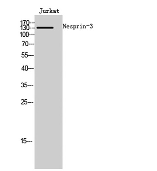 Nesprin-3 rabbit pAb