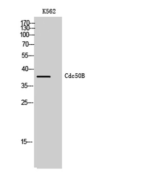 Cdc50B antibody