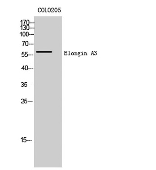 Elongin A3 antibody