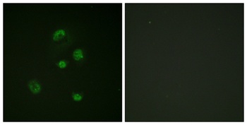 CHOP (phospho Ser30) rabbit pAb Antibody