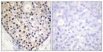 CHOP (phospho Ser30) rabbit pAb Antibody