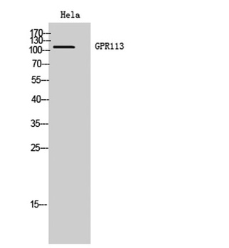 GPR113 antibody