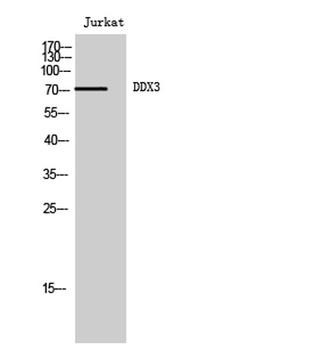 DDX3 antibody