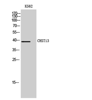 CHST13 antibody