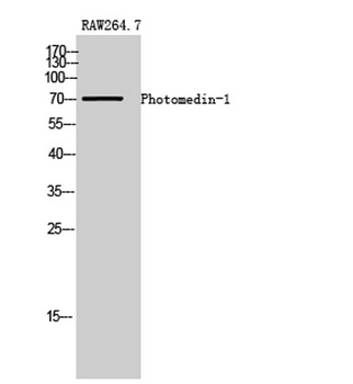 Photomedin-1 antibody