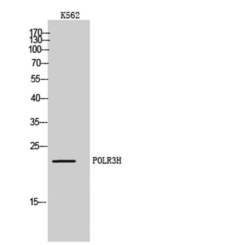 POLR3H rabbit pAb