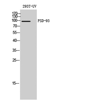 PSD-93 antibody