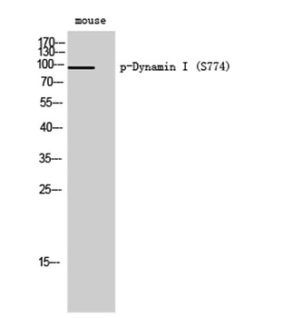 Dynamin I (phospho Ser774) rabbit pAb
