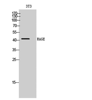 RAGE antibody