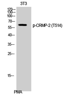 CRMP-2 (phospho Thr514) rabbit pAb