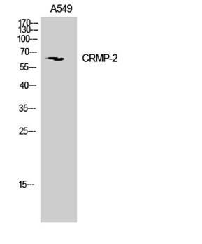 CRMP-2 rabbit pAb