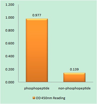 MKP-1 (phospho Ser359) rabbit pAb