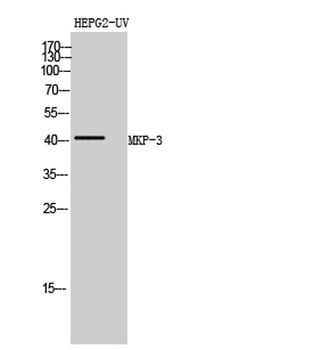 MKP-3 antibody