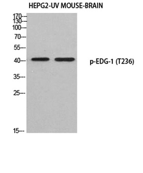 EDG-1 (phospho-Thr236) antibody