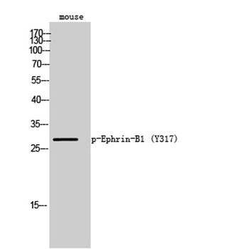 Ephrin-B1 (phospho Tyr317) rabbit pAb