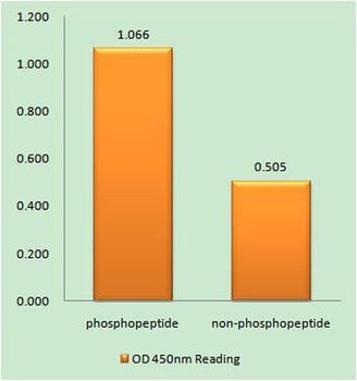 Ephrin-B1/2 (phospho Tyr329) rabbit pAb