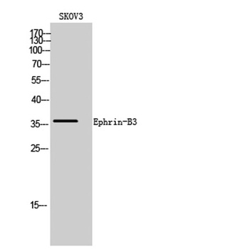 Ephrin-B3 rabbit pAb