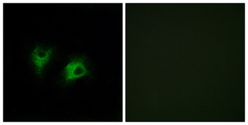 CDHF10 rabbit pAb Antibody